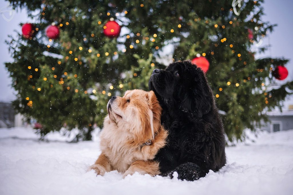 Christmas in Tallinn -Two dogs sitting in the snow by a Christmas tree
