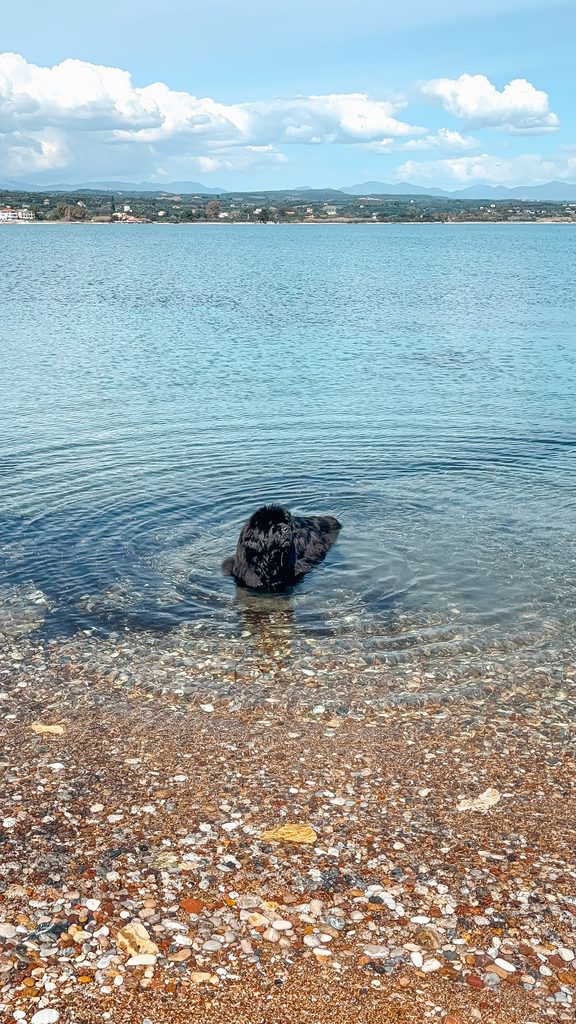 Newfoundland dog swimming in the sea at Petalidi in the Peloponnese