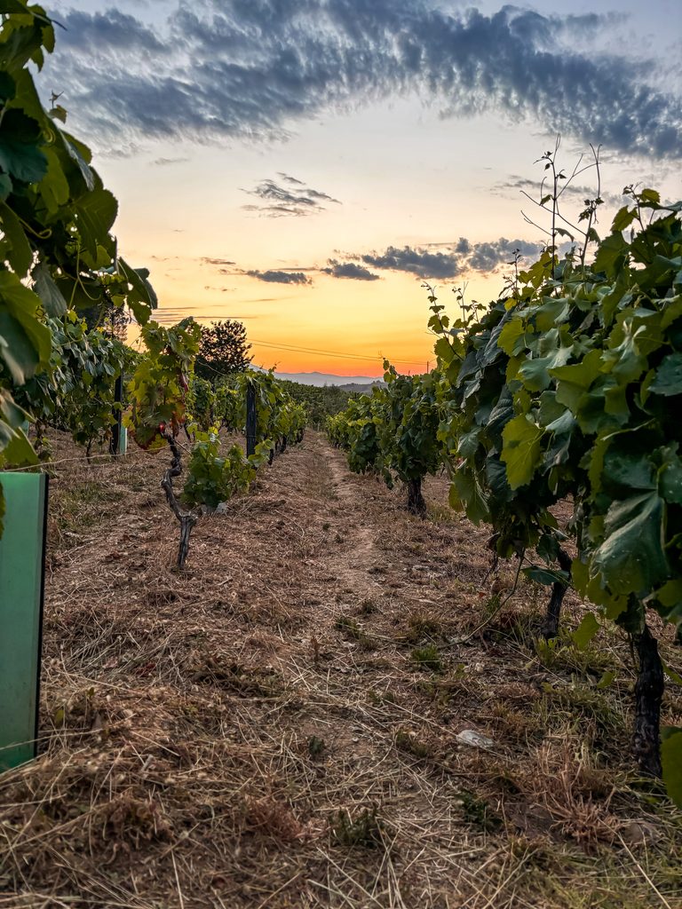 Sunset over the vineyards from our rural quinta in the Douro Valley