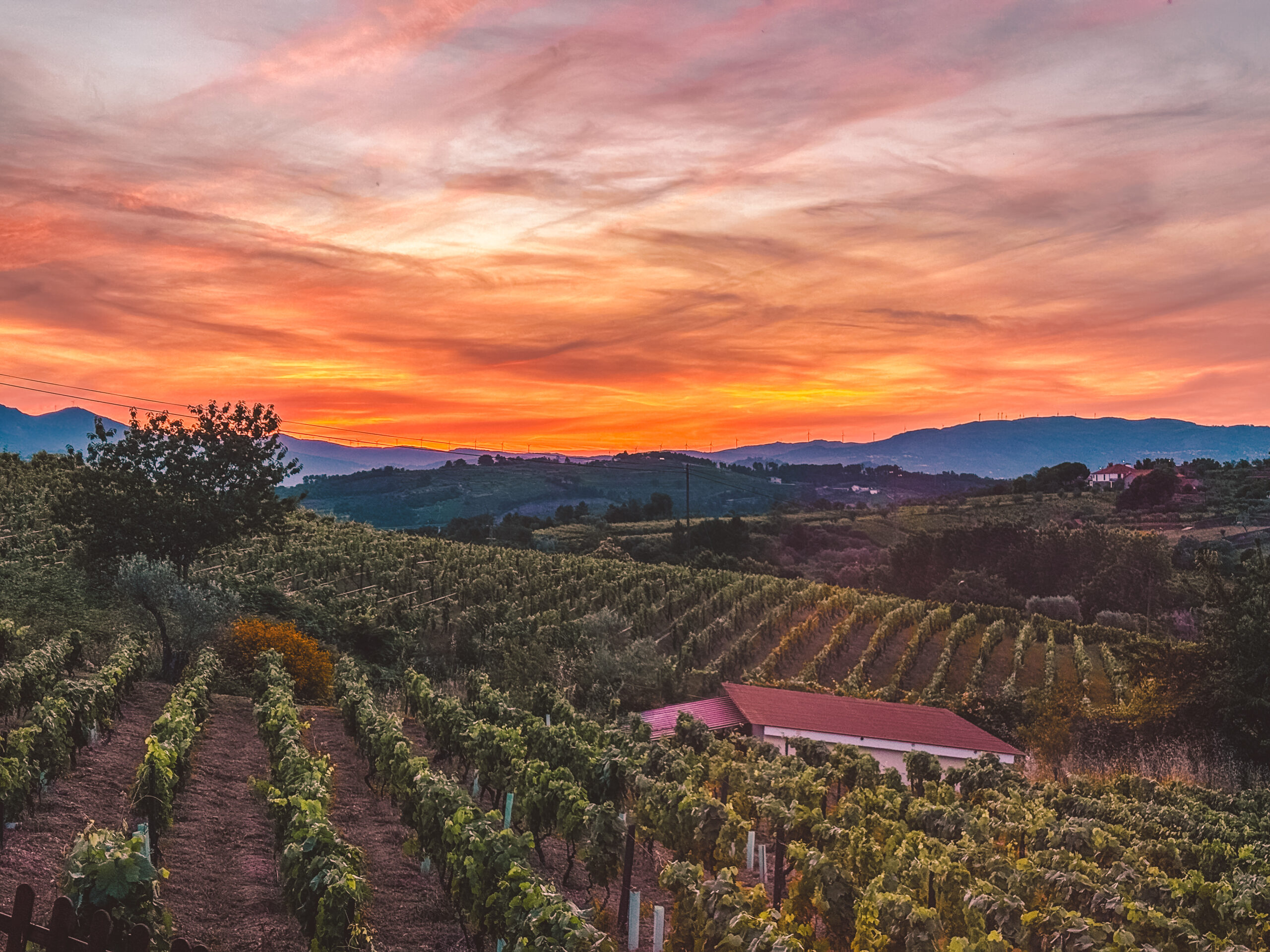 Sunset over vineyards in the Douro Valley, Portugal